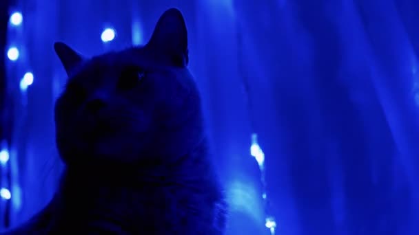 Серый британский кот сидит и смотрит на мерцающие огни Рождественской гирлянды. 4K — стоковое видео