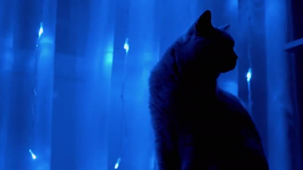Grijze Britse Kat zit en kijkt op Twinkelende Lichten van Kerstmis Garland. 4K — Stockvideo