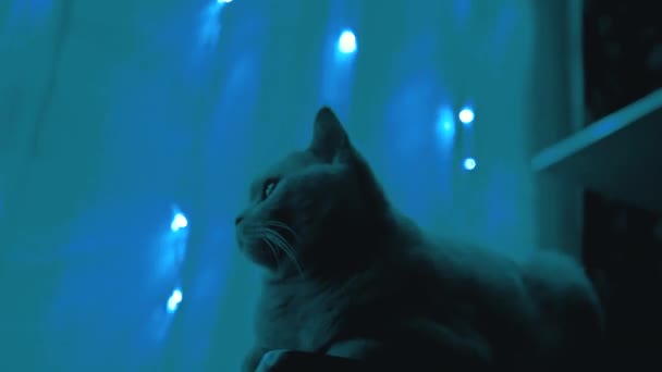 Grijze Britse Kat Zit en Horloges Op Twinkelende Lichten van Kerstmis Garland. 4K — Stockvideo