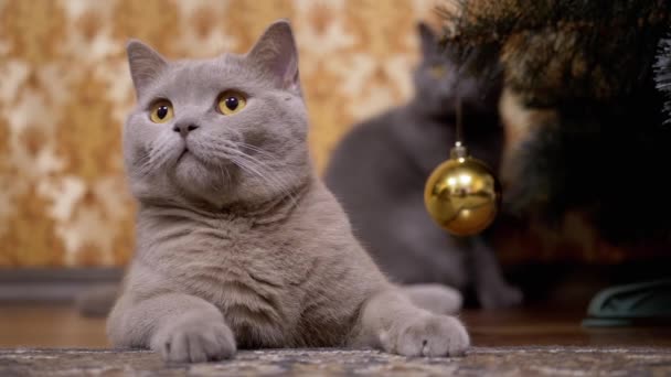 Retrato Gris Británico Gato de pura raza con Ojos Verdes, Se sienta bajo el árbol de Navidad — Vídeo de stock