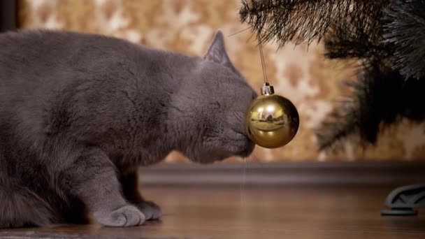 面白いグレーの英国の猫はクリスマスツリーの下に座って、クリスマスボールで遊ぶ — ストック動画