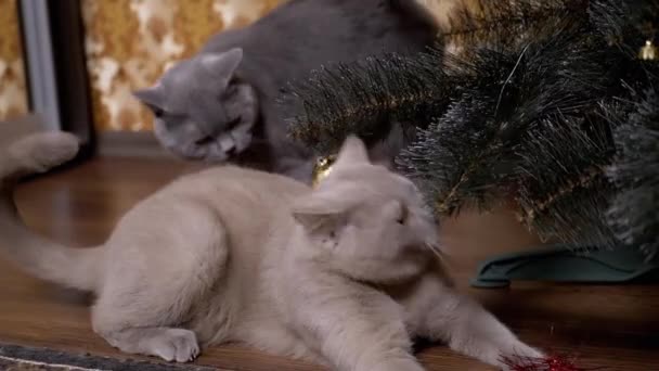 İki komik gri İngiliz safkan kedisi Noel ağacı topuyla oynuyor. — Stok video