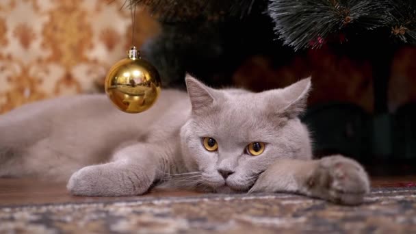 Gray British Purebred Cat with Green Eyes Lies, Asleep Down Under Christmas Tree — Stock video