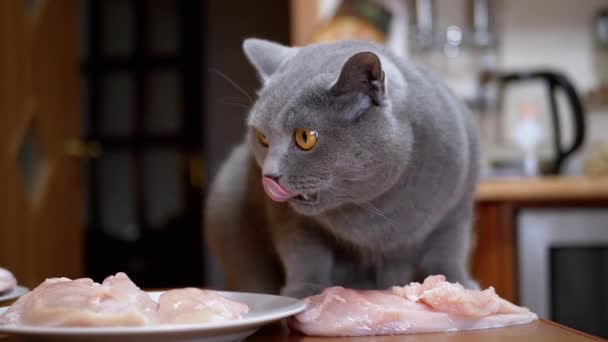 Hongerige Britse kat steelt kipfilet van tafel. Huisdier steelt voedsel — Stockvideo