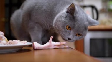 Aç İngiliz Kedisi Masa Kemirgenleri, Tavuk Pençeleri. Hayvan Yiyecekleri Çalıyor