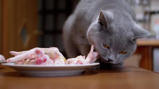 Hongerige Britse kat op tafel knagen, bijten kippenpootjes. Huisdier steelt eten. 180fps — Stockvideo
