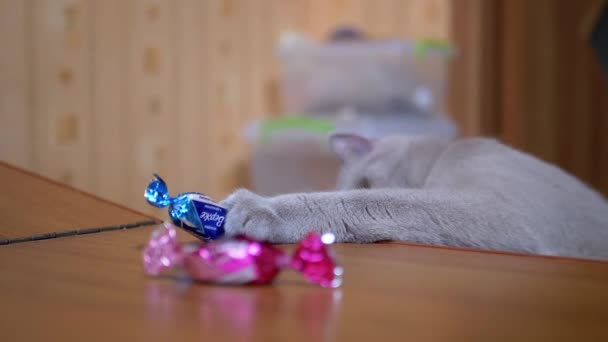 Graue aktive britische Hauskatze stiehlt Bonbons von Tisch und Pfote 180fps — Stockvideo