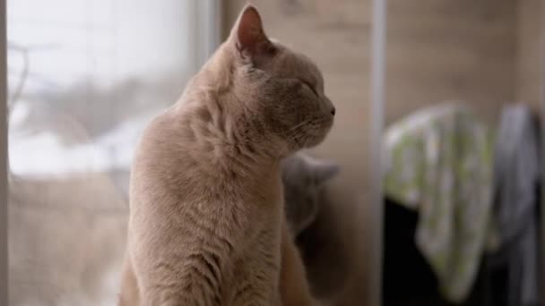 Portrait de chat britannique gris aux yeux bruns, regardant à la caméra sur le rebord de la fenêtre — Video