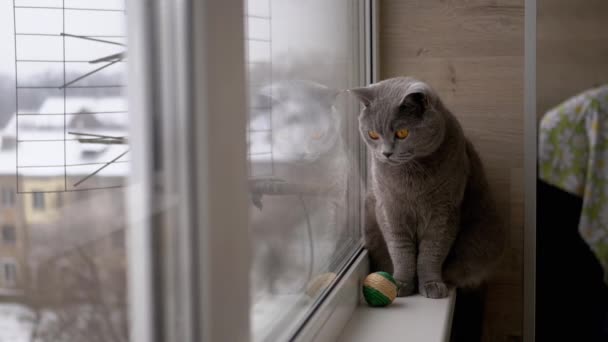 Портрет серой британской кошки с большими коричневыми глазами, сидящей, смотрящей в окно. 180fps — стоковое видео