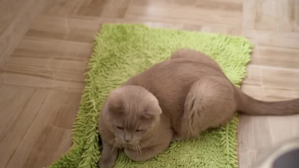 Bellissimo gatto inglese grigio gioca con la palla sul pavimento, seduto sul tappeto verde — Video Stock