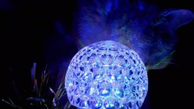 Safkan İngiliz Kedisi Evdeki Karanlıkta Dönen Disko Topunu Koklarken. 4K