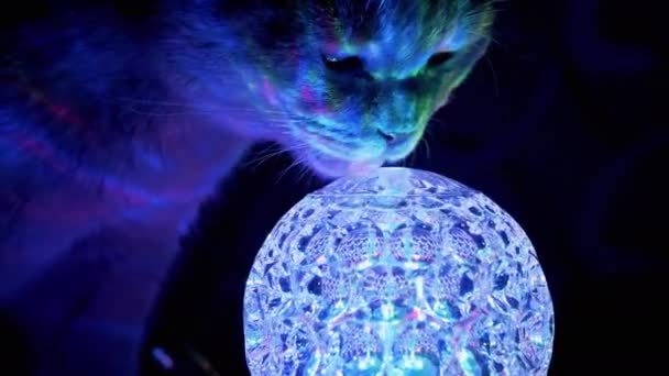 Gato britânico de raça pura Sniffing, Licks a Spinning Disco Ball in Dark at Home. 4K — Vídeo de Stock