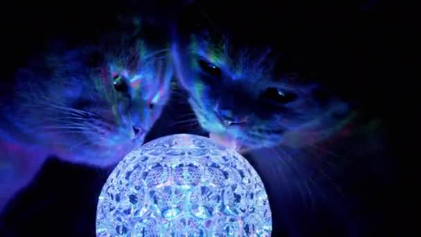 Deux chats britanniques de race purered reniflant, lèche une balle disco en rotation dans l'obscurité. 4K — Video