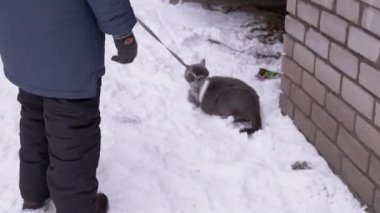 Frosty Weather 'da Kış Evi' ne Yakın Bir İngiliz Kedisi Yürürken. 4K