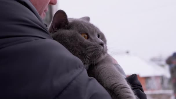 Grey British Home Cat tiembla en las manos del hombre en la calle en invierno. Caminar en Frost — Vídeos de Stock