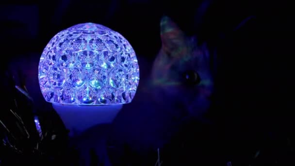 British Purebred gatto domestico si siede vicino a una sfera rotante della discoteca, proiettore principale. 4K — Video Stock