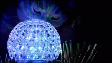 Safkan İngiliz Kedisi Evdeki Karanlıkta Dönen Disko Topunu Koklarken. 4K