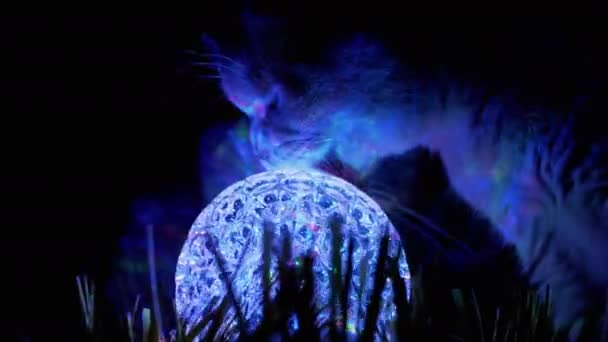 İki safkan İngiliz Kedisi Kokluyor, Karanlıkta Dönen Disko Topunu Yalıyor. 4K — Stok video