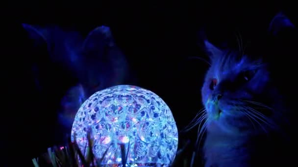 Dois gatos domésticos britânicos de raça pura olham para Spinning Disco Ball in Dark. 4K — Vídeo de Stock