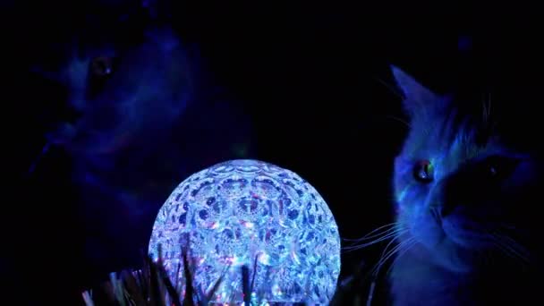Две чистые британские домашние кошки смотрят на вращающийся дискотечный шар в темноте. 4K — стоковое видео