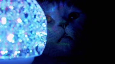 İngiliz Safkan Kedisi Karanlıkta Dönen Disko Topunun Arkasından Gizlice Bakıyor. Büyüt