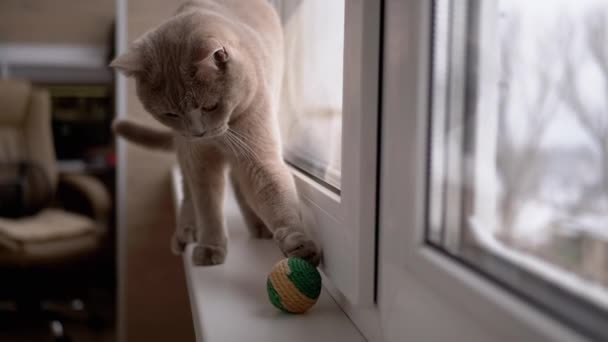 Beautiful Gray British Cat Plays with a Ball on Windowsill. Playful, Active Pet — Stock Video