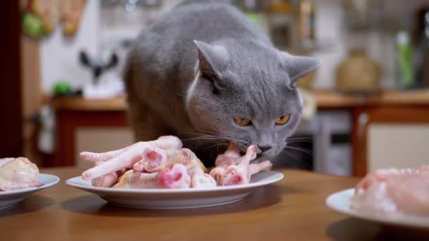 Gatto britannico affamato sul tavolo rode, morde zampe di pollo. L'animale ruba il cibo. 180fps — Video Stock