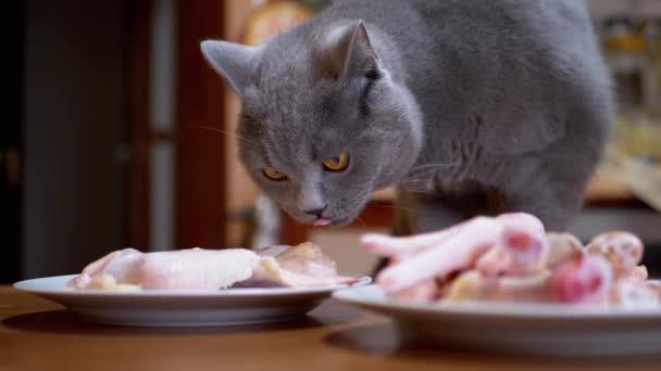 British Cat on Table Sniffs, Licks Chicken Meat, Wings, Paws (англійською). Пес краде їжу — стокове відео