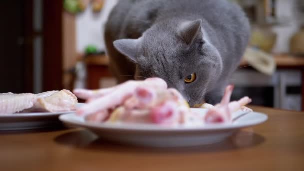 Gato britânico faminto na mesa Gnaws, mordidas patas de frango. Pet rouba comida. 180fps — Vídeo de Stock