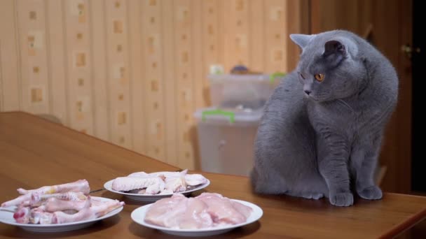 배가 고픈 영국 고양이 테이블에 앉아 닭 고기, 혀로 입을 — 비디오