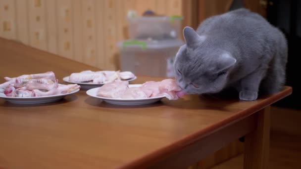 배가 고픈 영국의 고양이 표 Gnaws, Bites, Fresh Chicken Filet. 애완 동물의 식품 — 비디오