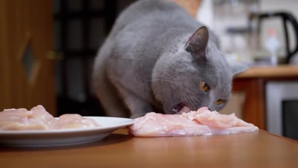 Gato británico hambriento en la mesa Gnaws, mordeduras, filete de pollo fresco. Mascotas roba comida — Vídeo de stock