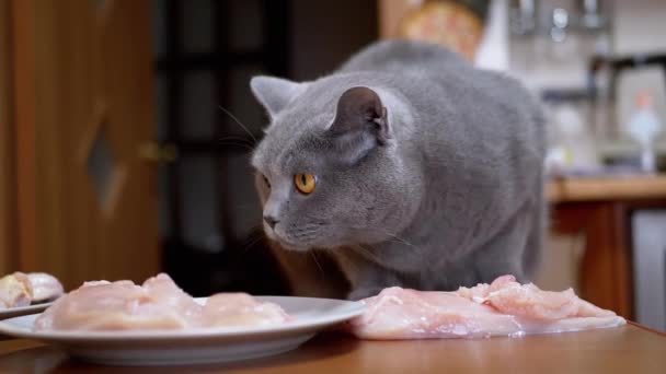 Hungrige britische Katze sitzt auf Tisch, leckt Mund und will Hühnerfilet stehlen — Stockvideo