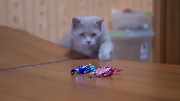 Gris activo británico doméstico gato roba candys de mesa es su pata. 180fps — Vídeo de stock