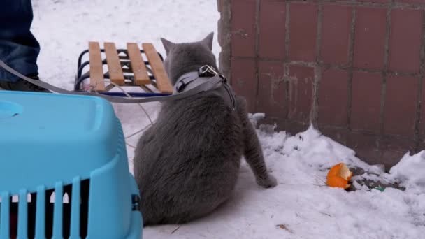 Man Walks a British Cat on a Leash in Winter Near House in Frosty Weather (em inglês). 4K — Vídeo de Stock