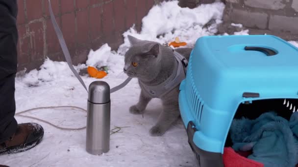 Kind spaziert bei frostigem Wetter mit britischer Katze an der Leine durch winternahes Haus 4K — Stockvideo