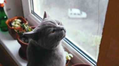 Evim Pencere kenarındaki İskoç Yumuşak Kedi Pencereden dışarı bakıyor. Güzel Hayvan.