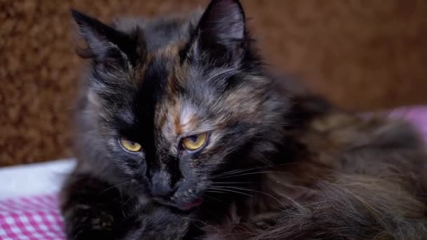 Schöne Tricolor Hauskatze mit grünen Augen leckt Fell und Pfoten mit Zunge — Stockvideo