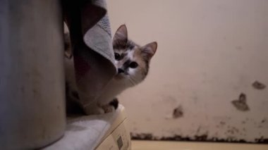 Meraklı Çok Renkli Ev Kedileri Çamaşır Makinesinin Yanında Oturup Saklanıyor