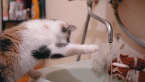 Цікава домашня різнобарвна кішка грає в м "ясо з водою, що стікає в ванну — стокове відео