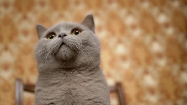 Thoroughbred Britse kat met groene ogen actief volgen object bewegen thuis. 4K — Stockvideo