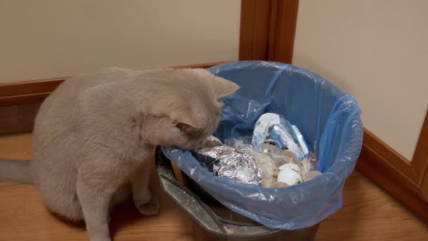 Hungry Gray British Domestic Cat Digs in Trash Can, Bucket in Search of Food. 4K — Vídeo de Stock