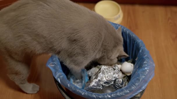 Hungrige graue britische Hauskatze wühlt in Mülleimer, Eimer auf der Suche nach Futter. 4K — Stockvideo