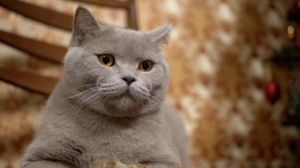 Die reinrassige Britische Katze mit grünen Augen verfolgt Objektbewegungen zu Hause aktiv. 4K — Stockvideo