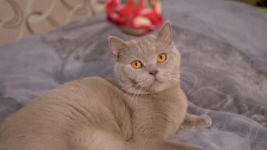Güzel Gri İngiliz Kedisi Yatakta Top Oynuyor. Oyuncu, Aktif Evcil Hayvan. 4K