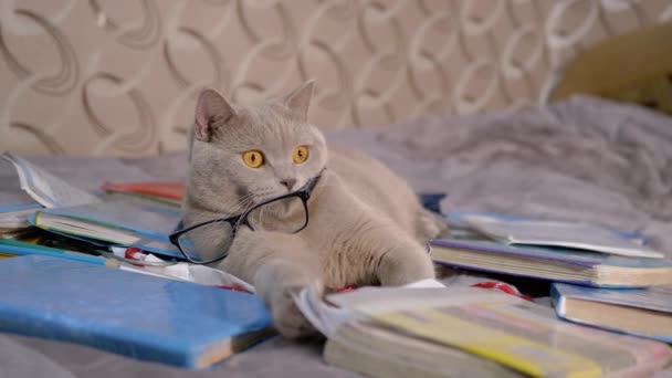 Szary brytyjski kot w okularach Leży na rozrzuconych książkach w pokoju. 4K — Wideo stockowe