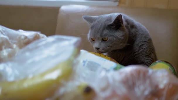 Brittiska Gray Home Cat Sniffs, Inspekter, Uppackningar Inköp på Bord. Handlar. 4K — Stockvideo