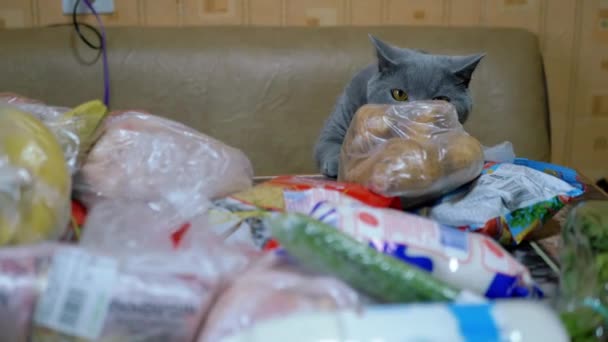 Britská šedá domácí kočka čichá, kontroluje, vybaluje nákupy na stole. Nakupovat. 4K — Stock video