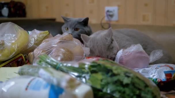 Två brittiska Home Cats Sniffs, Inspekter, Packa upp inköp på bordet. Shopping — Stockvideo