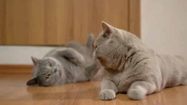 Two Thoroughbred Grey British Cats Lie on Floor, Watching Movement at Home (en inglés). 4K — Vídeos de Stock